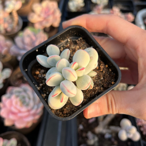 Rounded cotyledon orbiculata varigated small cluster - April Farm/Rare Succulents