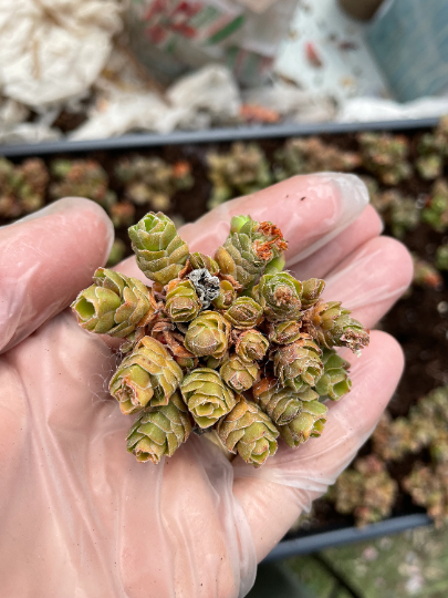 emerald succulent Crassula 'Emerald'