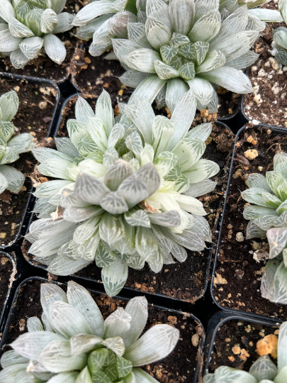 Haworthia cooperi cv. variegata Crystal “White Spots” cluster - April Farm/Rare Succulents