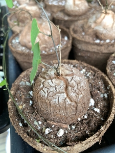 Dioscorea elephantipes - April Farm/Rare Succulents