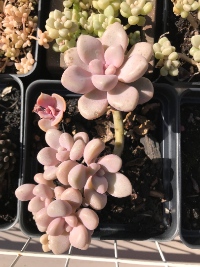graptopetalum succulent types Graptopetalum Ellen