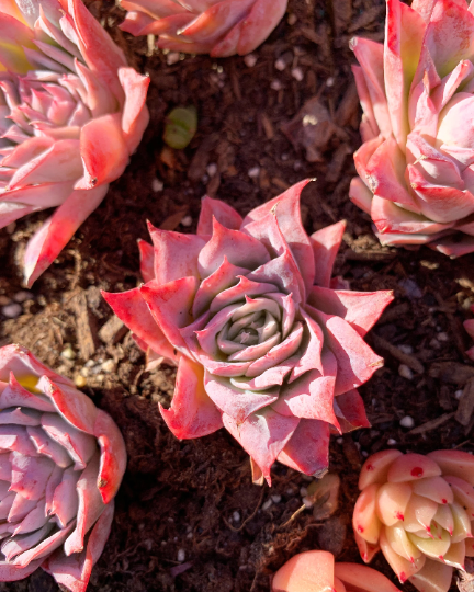 rose petal succulent Echeveria 'Rose Queen' Elegans Hybrid (single head)