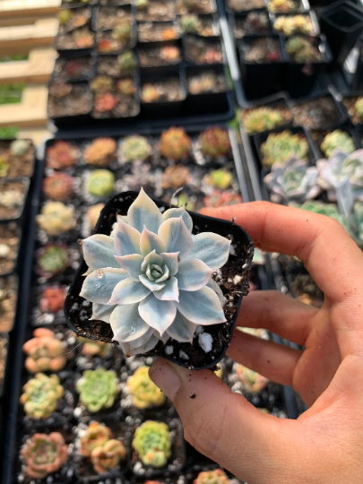 echeveria subsessilis succulent Echeveria Subsessilis variegated 2'' cutting