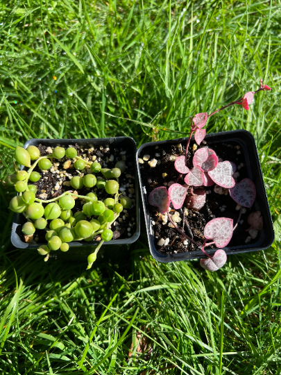 rare string succulents Succulents combo/Variegated String of heart/String of pearl/VSOH & VSOP