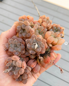 Haworthia var. Pink Obtusa (pup) - April Farm/Rare Succulents