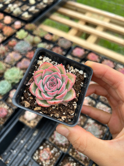 succulent plants in french Echeveria "France Rose" single head