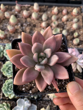 Load image into Gallery viewer, Graptoveria Ruby Donna - April Farm/Rare Succulents