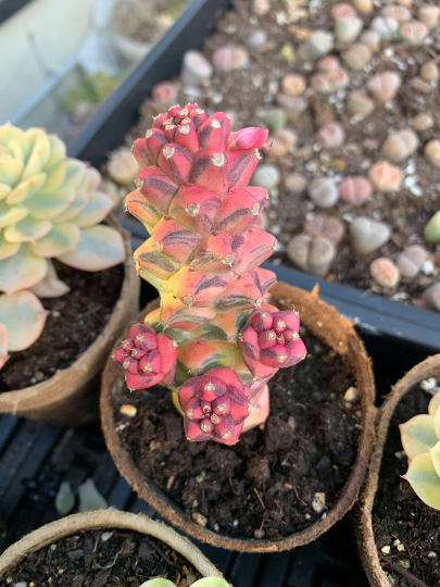Euphorbia RichEye Gold