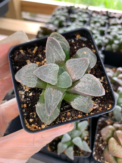 Haworthia Retusa 