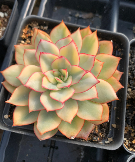 esther succulent Echeveria Esther Variegated