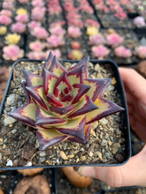 Load image into Gallery viewer, Echeveria agavoides Yellow Ebony - April Farm/Rare Succulents