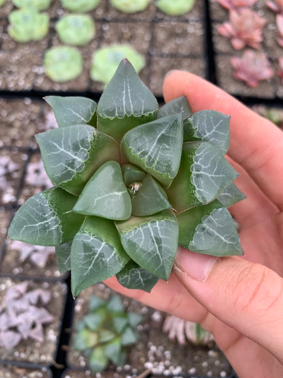 haworthia crystal succulent Haworthia Bayeri "Vein" (green)