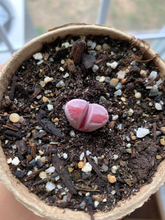 Load image into Gallery viewer, Lithops optica &#39;Rubra&#39; - April Farm/Rare Succulents