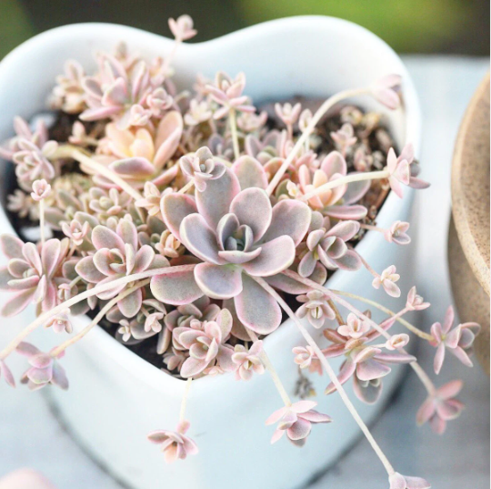 dunce cap succulent for sale Orostachys Variegated Dunce Caps
