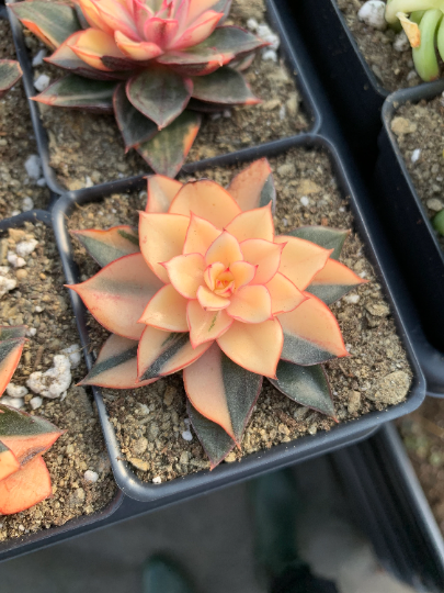 rare succulents california Echeveria 'Monocerotis' variegated