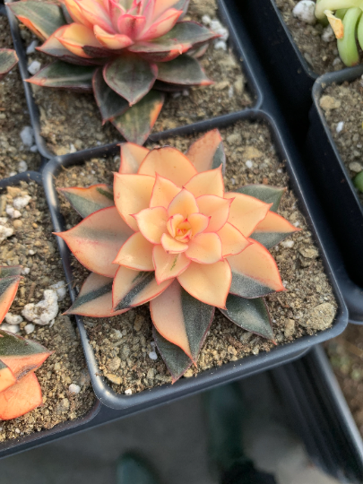 Echeveria 'Monocerotis' variegated - April Farm/Rare Succulents