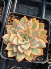 Load image into Gallery viewer, Echeveria Esther Variegated - April Farm/Rare Succulents