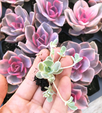 Load image into Gallery viewer, Orostachys Variegated Dunce Caps - April Farm/Rare Succulents