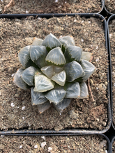 Load image into Gallery viewer, Haworthia Obtuse hyb. ((stressed in dark color) - April Farm/Rare Succulents