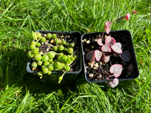 Succulents combo/Variegated String of heart/String of pearl/VSOH & VSOP - April Farm/Rare Succulents