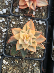 Echeveria 'Monocerotis' variegated - April Farm/Rare Succulents