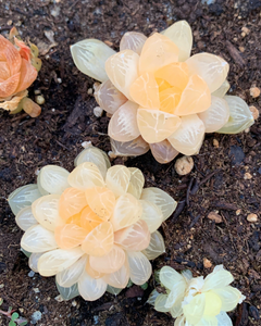 clear succulent plant Haworthia Obtuse cv. 'Amber'