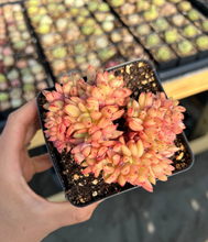 Load image into Gallery viewer, Echeveria Agavoides Christmas Eve crested - April Farm/Rare Succulents