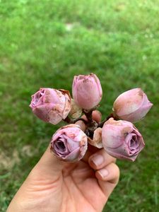 Aeonium Aurea ex El Hierro 'Pink Mountain Rose' Greenovia cluster(green in winter, pink in summer) - April Farm/Rare Succulents