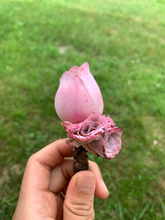 Load image into Gallery viewer, Aeonium Aurea ex El Hierro &#39;Pink Mountain Rose&#39; Greenovia(green in winter and pink in summer) - April Farm/Rare Succulents