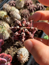 Load image into Gallery viewer, Cactus black dumshi - April Farm/Rare Succulents
