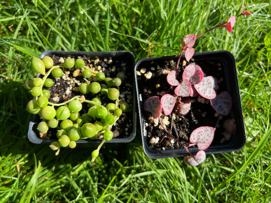succulents that look like grapes Succulents combo/Variegated String of heart/String of pearl/VSOH & VSO – April Farm