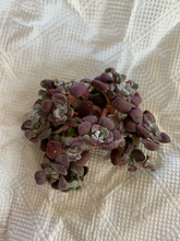 Load image into Gallery viewer, Sedum Spathulifolium - April Farm/Rare Succulents
