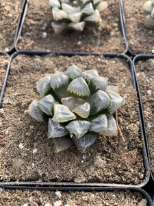 Haworthia Obtuse hyb. ((stressed in dark color) - April Farm/Rare Succulents