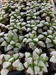 Haworthia Retusa "Diamond Ice"  - April Farm/Rare Succulents