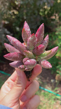 Load and play video in Gallery viewer, Adromischus antidorcatum - April Farm/Rare Succulents
