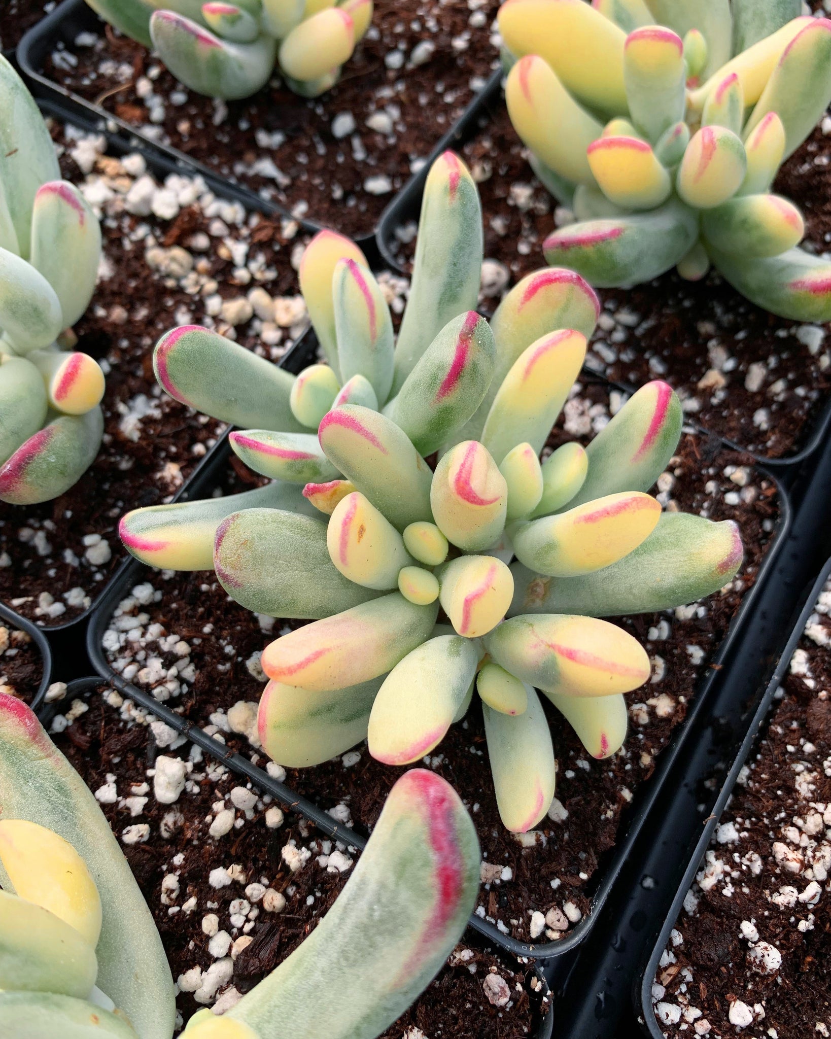 cotyledon orbiculata variegated succulent Cotyledon Variegated Orbiculata (thin leaves)