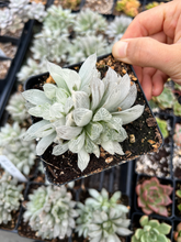Load image into Gallery viewer, Haworthia cooperi cv. variegata Crystal “White Spots” cluster - April Farm/Rare Succulents