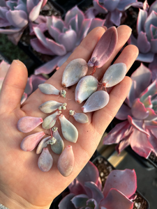 Rare Succulent - 10 x Graptopetalum/Pachyphytum/Stone/Pebbles  Leaves