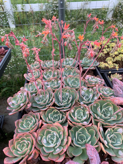 blue frills succulent Echeveria Raindrops frills