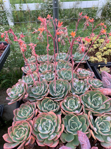 Echeveria Raindrops frills - April Farm/Rare Succulents