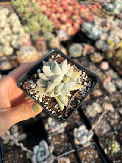 head chop succulents Crassula cornuta (single head cutting)