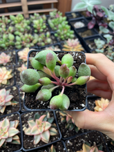 Load image into Gallery viewer, Adromischus cristatus &#39;indian clubs&#39; - April Farm/Rare Succulents