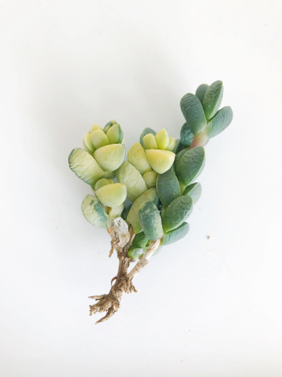 astridia velutina succulent Variegated Astridia velutina