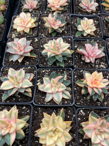 Echeveria 'Monocerotis' variegated - April Farm/Rare Succulents