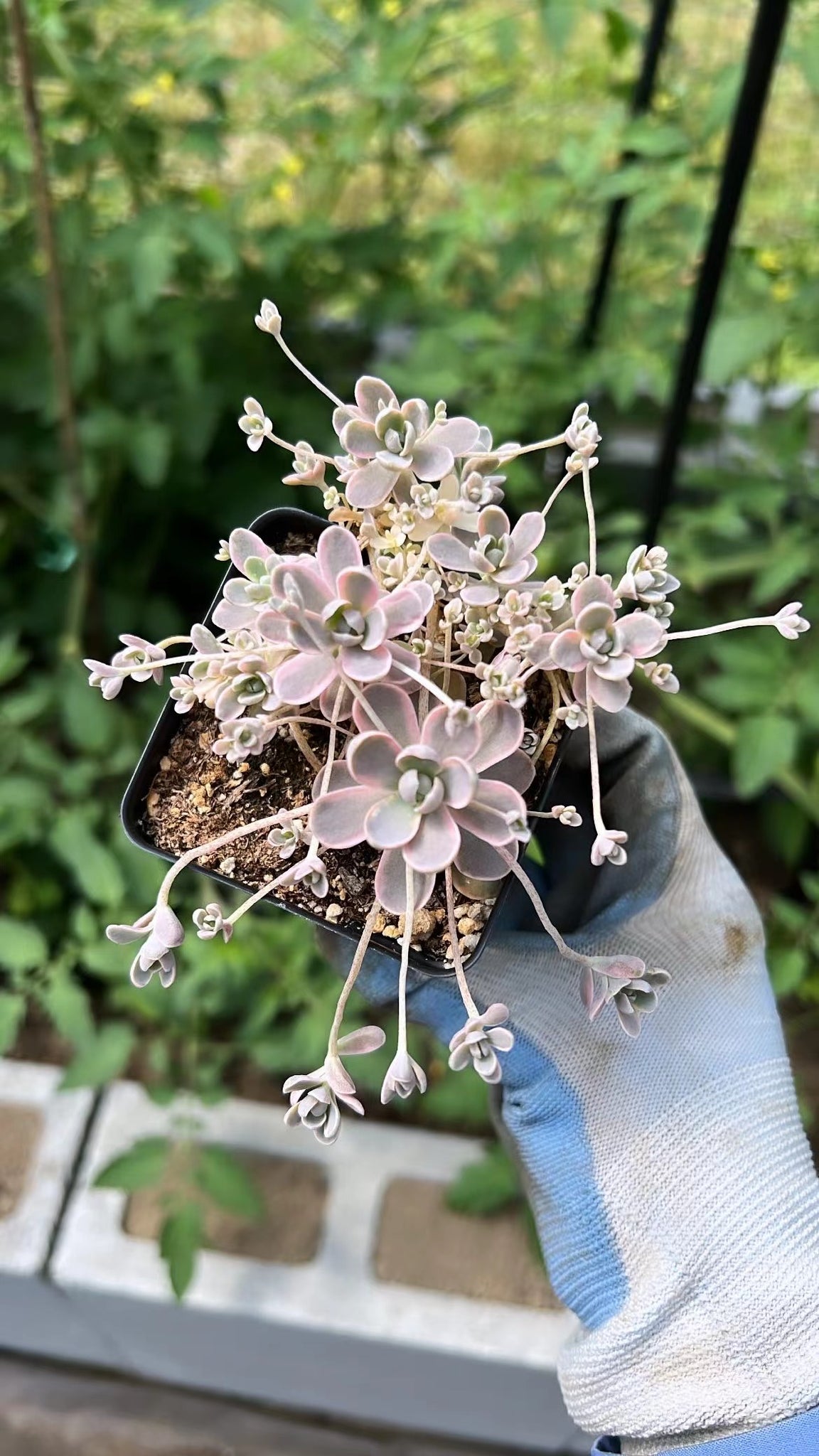 dunce cap succulent Orostachys Variegated Dunce Caps