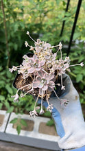 Load image into Gallery viewer, Orostachys Variegated Dunce Caps - April Farm/Rare Succulents