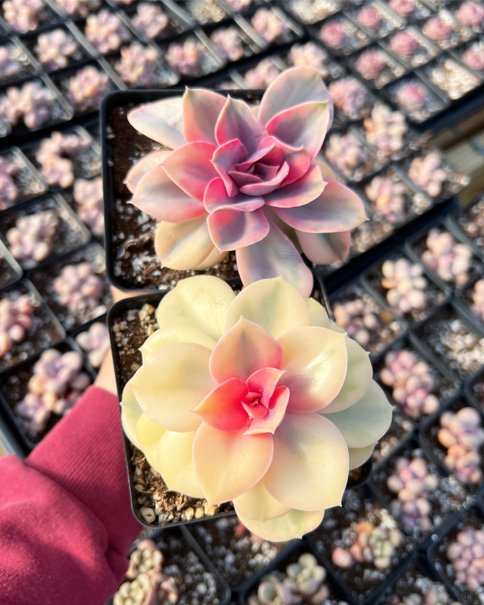 are rainbow succulents real Echeveria Rainbow