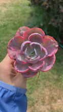 Load and play video in Gallery viewer, Echeveria Variegated Rainbow Beyonce - April Farm/Rare Succulents