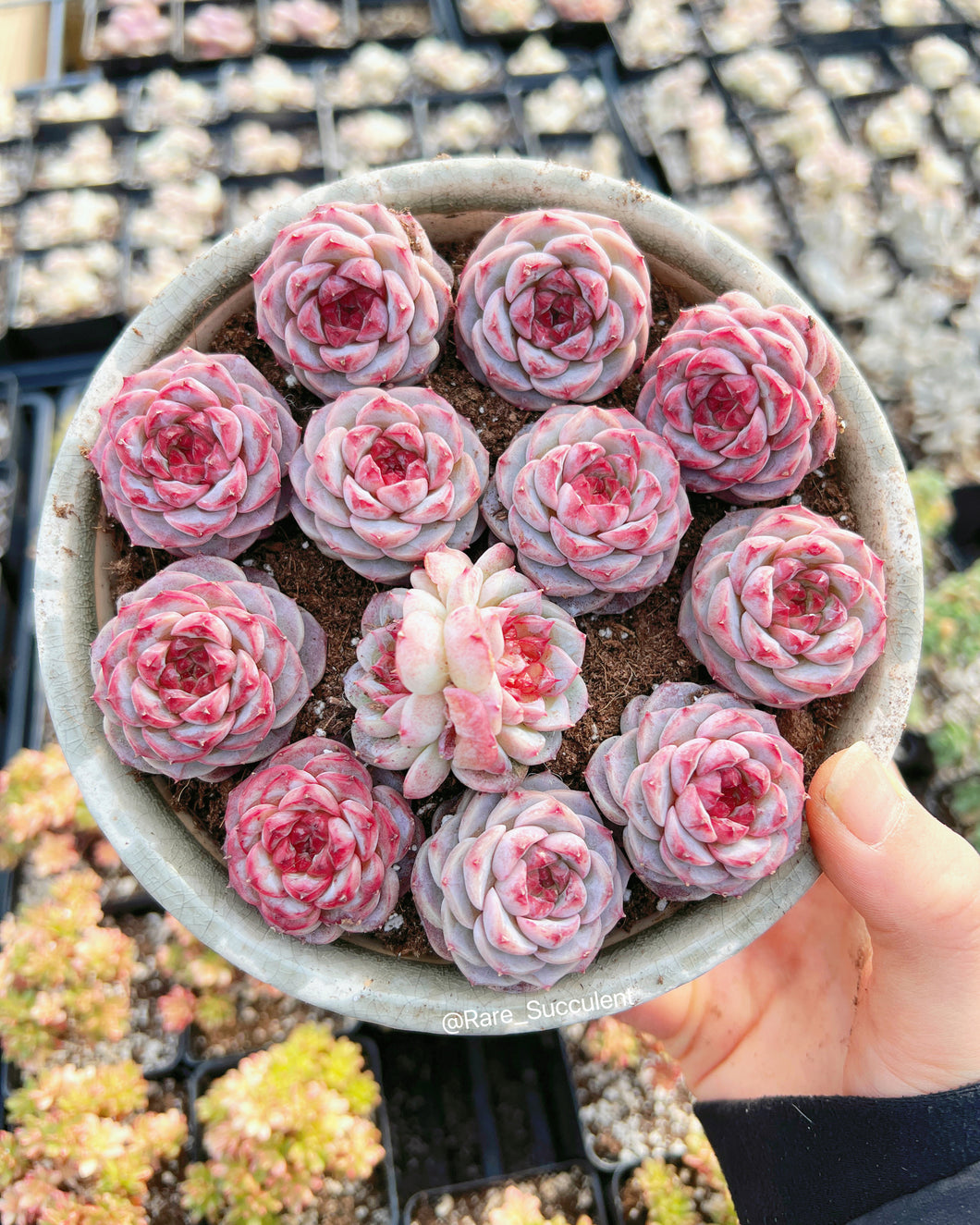 echeveria red velvet succulent Echeveria Red Velvet (mini succulent green in summer)