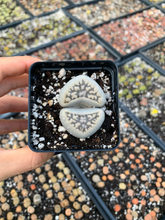 Load image into Gallery viewer, Rare Succulent - Large Lithops sp
